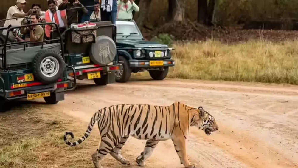 मप्र : टाइगर रिज़र्व में अब मोबाइल पूरी तरह बैन