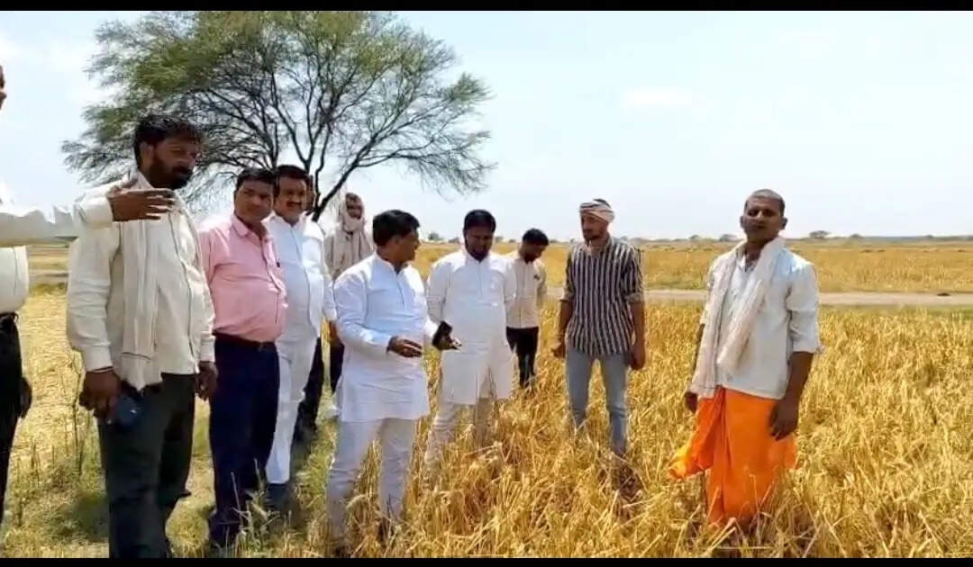 औरैया : ओलावृष्टि से क्योंटरा ग्राम के किसान तबाह हुए, सैकड़ों बीघा गेहूं की फसल बर्बाद