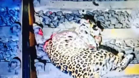 अनूपपुर: रेलवे ट्रैक पर मिला तेंदुए का शव, ट्रेन से कटकर हुई मौत