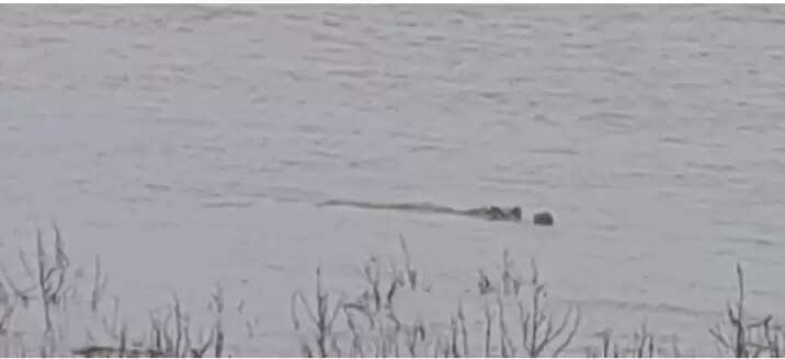 चंबल के तेज बहाव से यमुना में पहुँचे सैकड़ों मगरमच्छ, तटवर्ती क्षेत्रों में दहशत