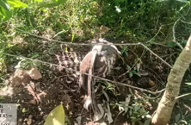 मप्र के बैतूल में मिला दुर्लभ प्रजाति का उल्लू, वन विभाग की टीम ने किया रेस्क्यू
