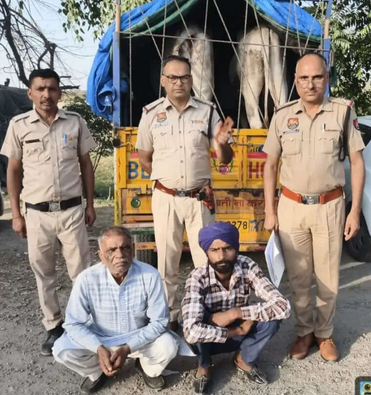 यमुनानगर: गोवंश ले जाते दो आरोपी दबोचे,बैल बरामद