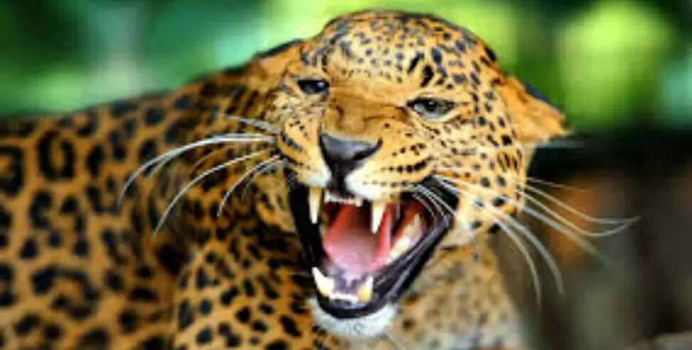 गुलदार के हमले से एक व्यक्ति की मौत