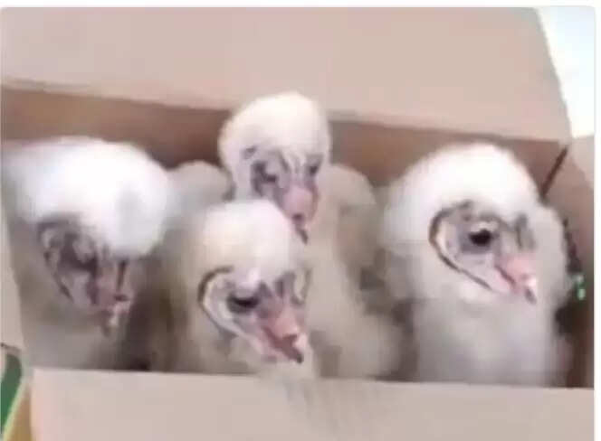 भूसे के कमरे में मिले दुर्लभ चूजे, गिद्ध या उल्लू के होने की ग्रामीणों में चर्चा