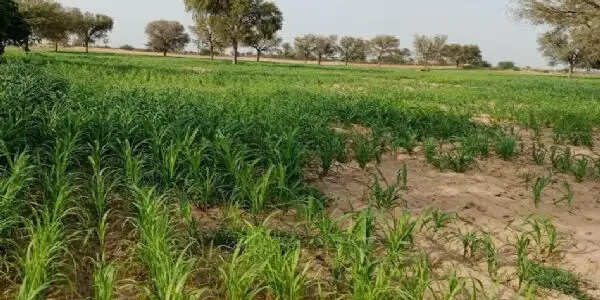 अब जांच के बाद ही मंजूर होंगी फसल बीमा पॉलिसियां