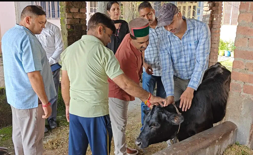 लम्पी वायरस : पशुपालक के घर डॉक्टरों को लेकर पहुंचे केवल सिंह पठानिया
