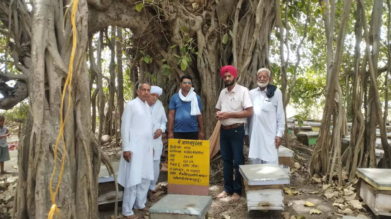 कैथल: दयौरा गांव के खेत में खड़े 300 वर्ष पुराने बरगद की पूजा की