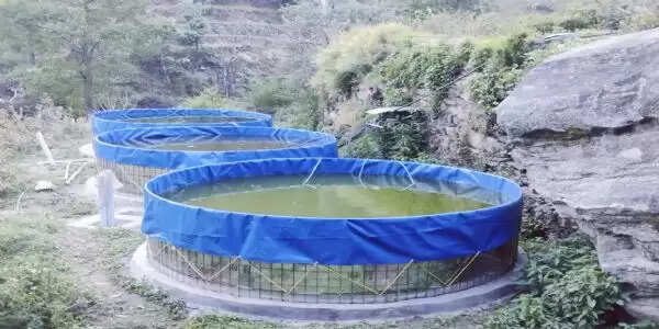 ग्वाड़ीगाड़ गांव बना मत्स्य ग्राम, किसानों की मेहनत से बदली गांव की तस्वीर