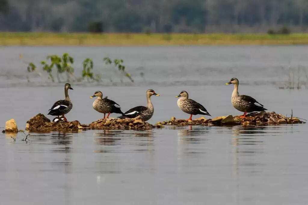 सिलिसेरह झील और कोपरा जलशय रामसर स्थलों की सूची में शामिल