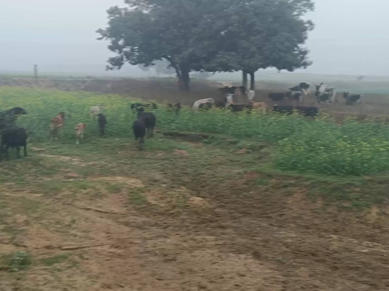 छुट्टा पशुओं से कुसहरा गांव के किसान बेहाल, सैकड़ों एकड़ फसल तबाह