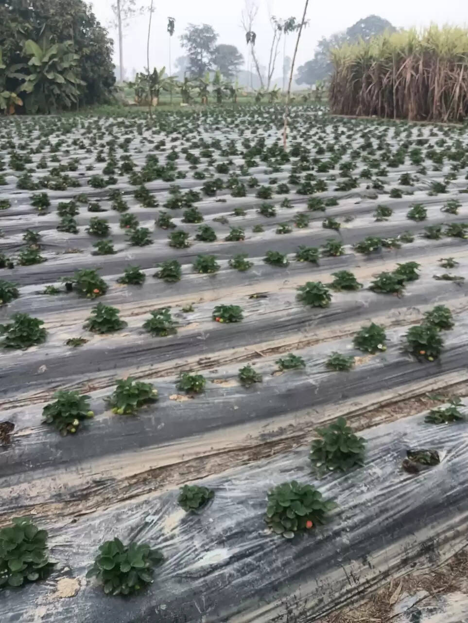 जौनपुर के किसानों ने स्ट्राबेरी की खेती से की लाखों की आमदनी