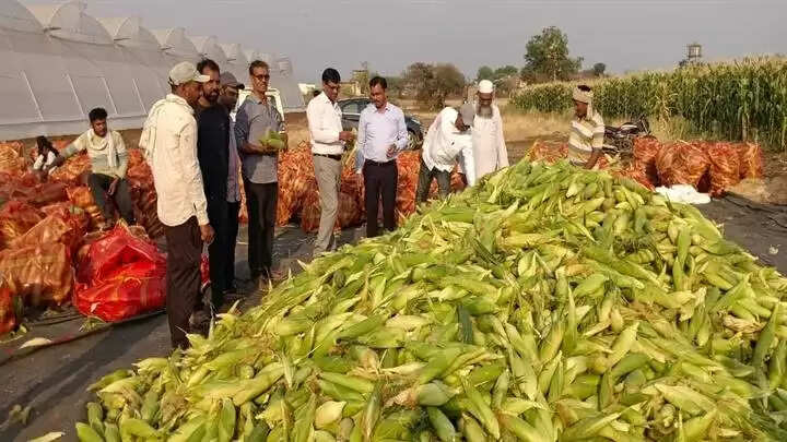 खरगोनः स्वीट कार्न मक्का की खेती कर बैजापुर के किसानों ने दिखाई नई राह