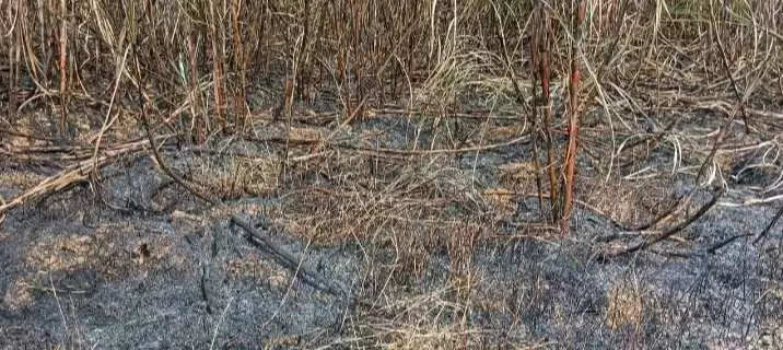 लोहरदगा में गन्ने की खेत में आग लगने से लाखों का नुकसान