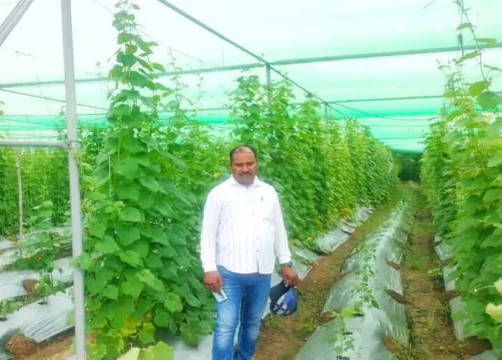 शेडनेट हाउस से बदली खेती की तस्वीर, जितेन्द्र पाण्डेय ने सब्जी उत्पादन से बढ़ाया मुनाफा