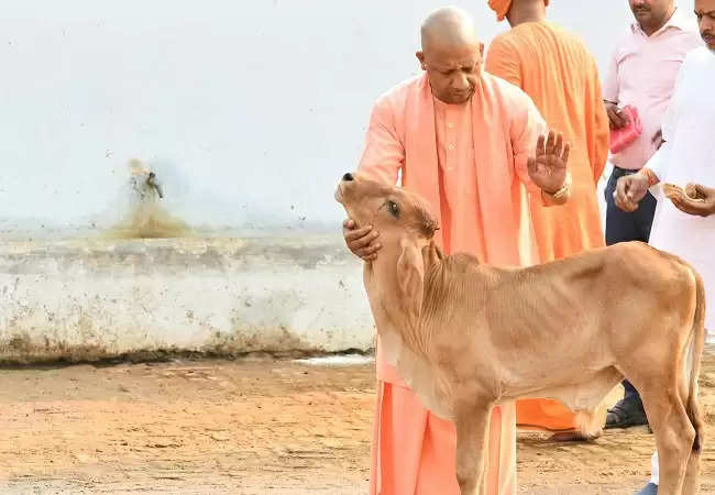 मुख्यमंत्री योगी ने गोरखनाथ मंदिर की गोशाला में की गोसेवा