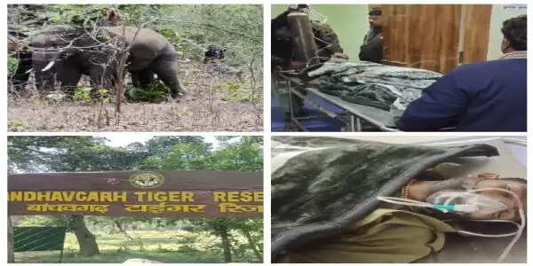 बांधवगढ़ टाइगर रिजर्व क्षेत्र में जंगली हाथी के हमले से सुरक्षा श्रमिक गम्भीर घायल