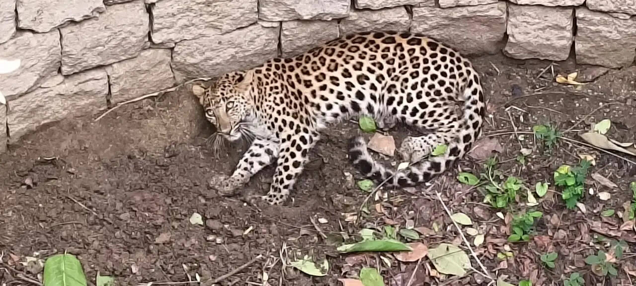शिकार की तलाश में गांव पहुंचा तेंदुआ सूखे कुएं में गिरा, वन विभाग ने किया रेस्क्यू