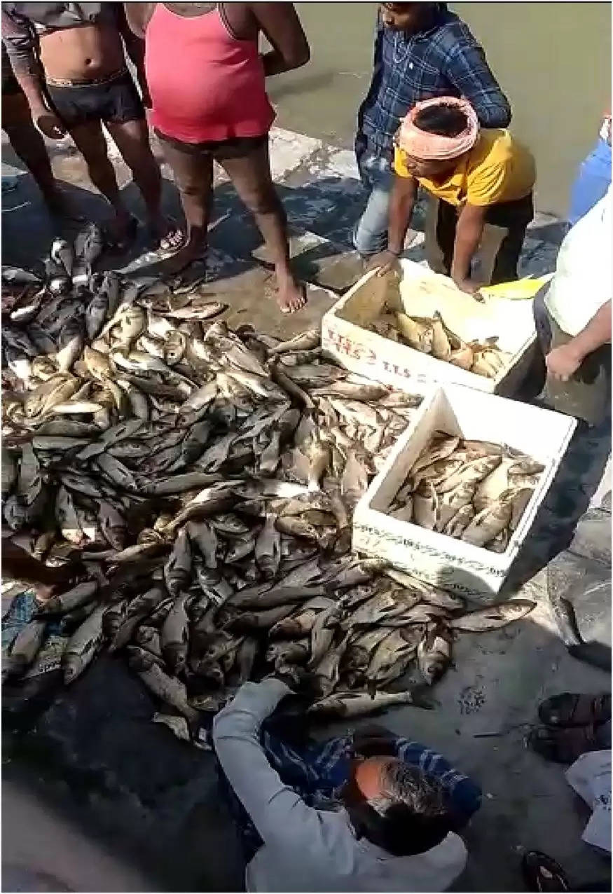 जांजगीर : जिले में मछली पालन को मिल रहा बढ़ावा