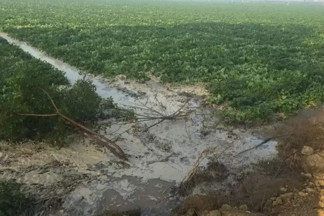 रजवाहा की पटरी कटने से किसानाें की 50 बीघा फसलें जलमग्न