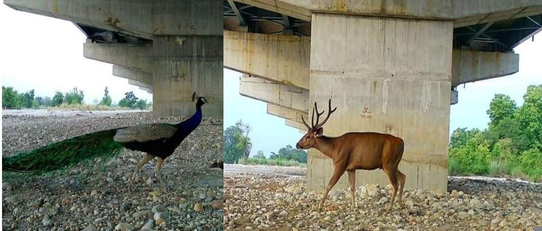 दिल्ली–देहरादून इकोनॉमिक कॉरिडोर में पर्यावरण संरक्षण पर जोर: मंत्री उनियाल