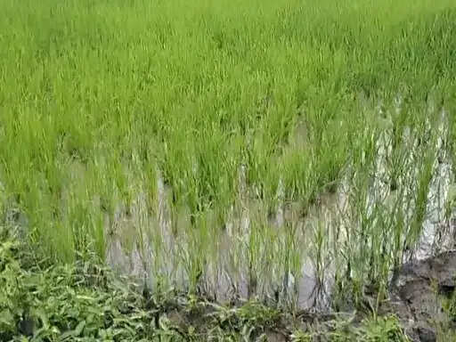 अनूपपुर: लगातार रिमझिम बारिश से जनजीवन अस्त-व्यस्त, फसलों पर संकट गहराया