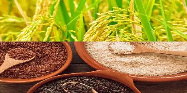 नई दिल्ली में सजेगा चावल का ग्लोबल बाजार, एक साथ दिखेंगी 200 देसी-विदेशी किस्में