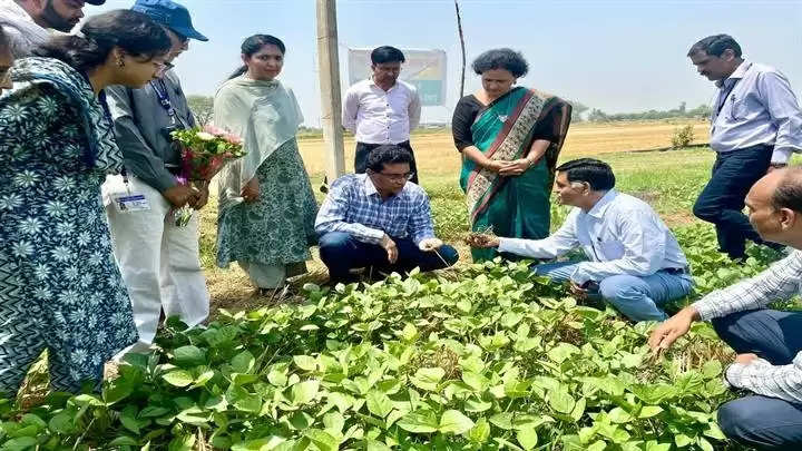 जबलपुरः कृषि आयुक्त ने किया हैप्पी सीडर से बोई गई मूंग की फसल का अवलोकन