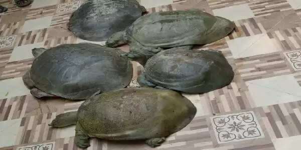 मप्र एसडीएसएफ, आरपीएफ और वन विभाग की बड़ी कार्रवाई, दुर्लभ प्रतिबंधित 311 कछुए जब्त, एक आरोपी गिरफ्तार