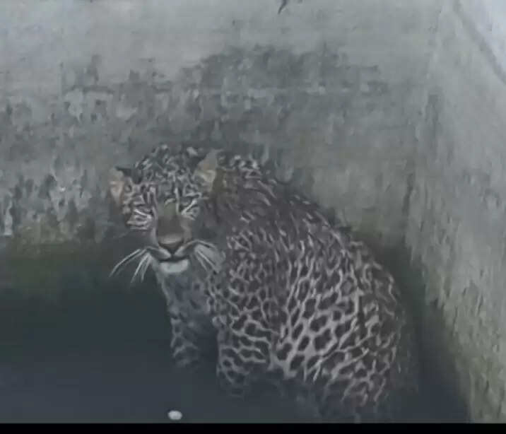 सराहां में टैंक में गिरा तेंदुआ, करीब 10 घंटे तक फंसा रहा