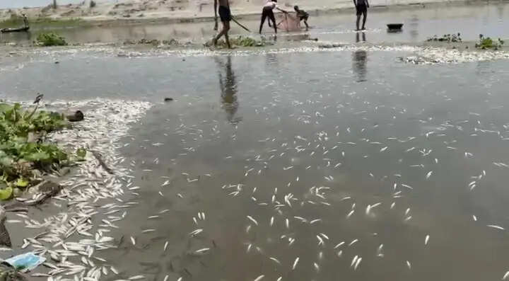 गंगा में हजारों मछलियों की मौत से हड़कंप, प्रदूषण और केमिकलयुक्त पानी पर उठे सवाल