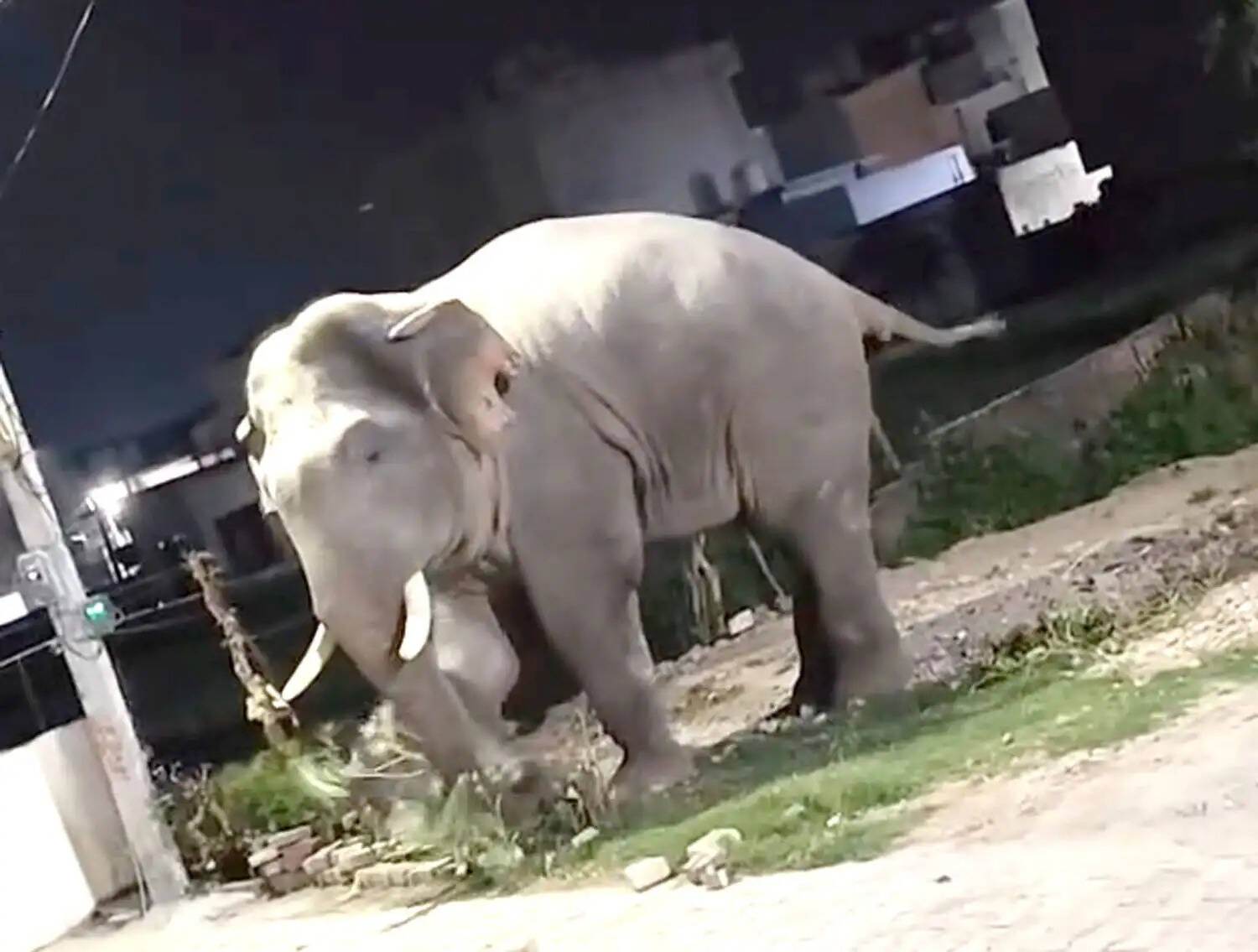 आबादी में घुसे हाथी ने मचाया उत्पात, घर के आंगन में खड़ी स्कूटी तो तोड़ी