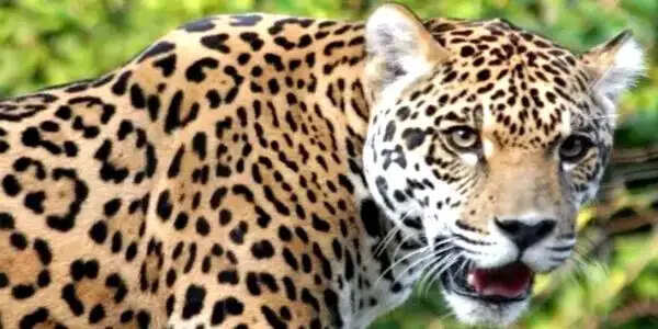 बिल्केश्वर में फिर दिखा गुलदार, कैमरे में कैद हुई चहलकदमी, कॉलोनी तक पहुंचने से बढ़ी दहशत
