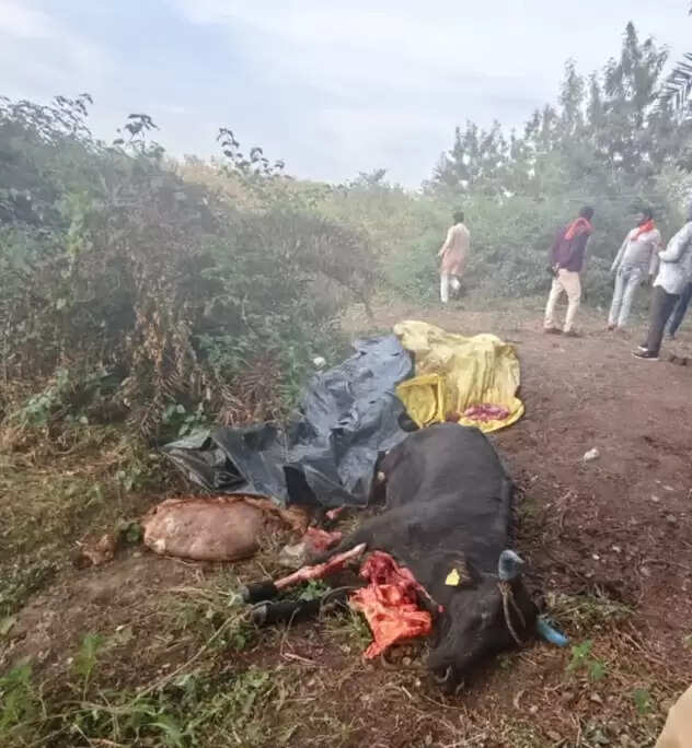 झाबुआ: जिले के मेघनगर थाना क्षेत्र में तीन गायों की क्रूरता पूर्वक जघन्य हत्या; पुलिस ने तीन को किया गिरफ्तार