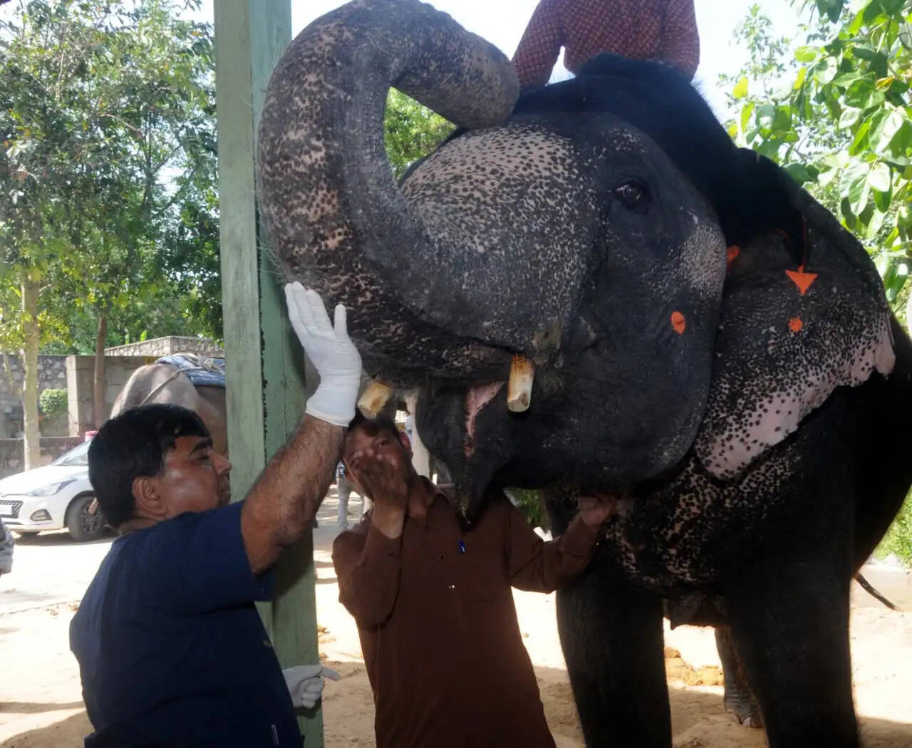 हाथी गांव में स्वास्थ्य शिविर में 54 हाथियों की जांच