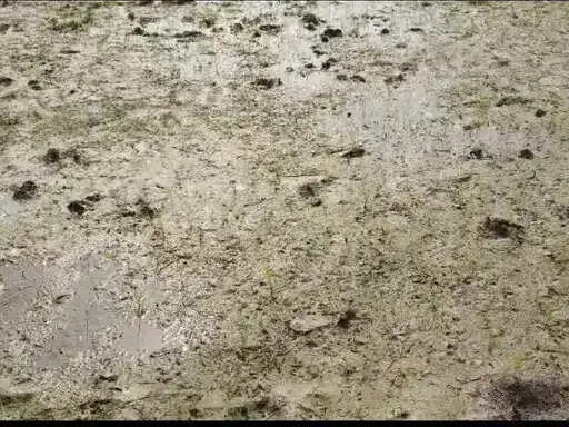 अनूपपुर: जिले मानसून की रफ्तार पड़ी धीमी, किसानों को रोपाई के लिए बारिश का इंतजार