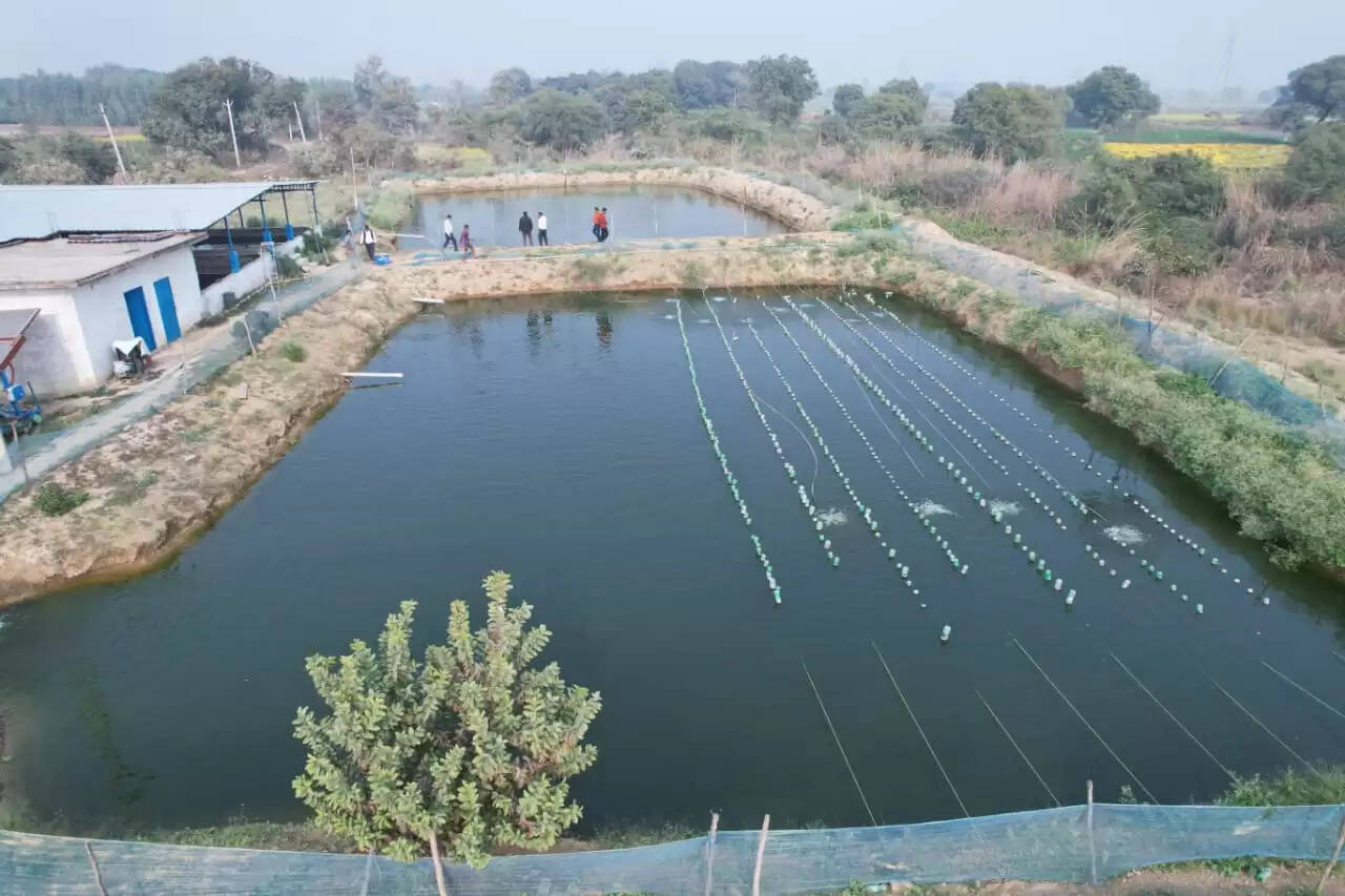 खेत तालाब योजना बनी किसानों का सहारा, मोती की खेती से बढ़ेगी आमदनी