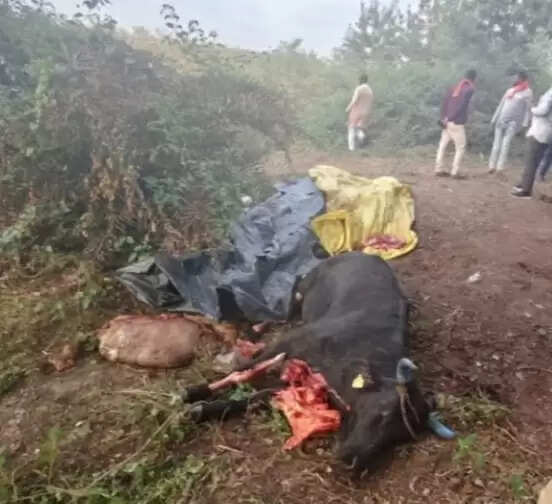 झाबुआ: मेघनगर थाना अंतर्गत सजेली नान्यासाथ वन क्षेत्र में प्रशासकीय संयुक्त दल द्वारा शुरू किया गया सर्चिंग एवं जांच कार्य