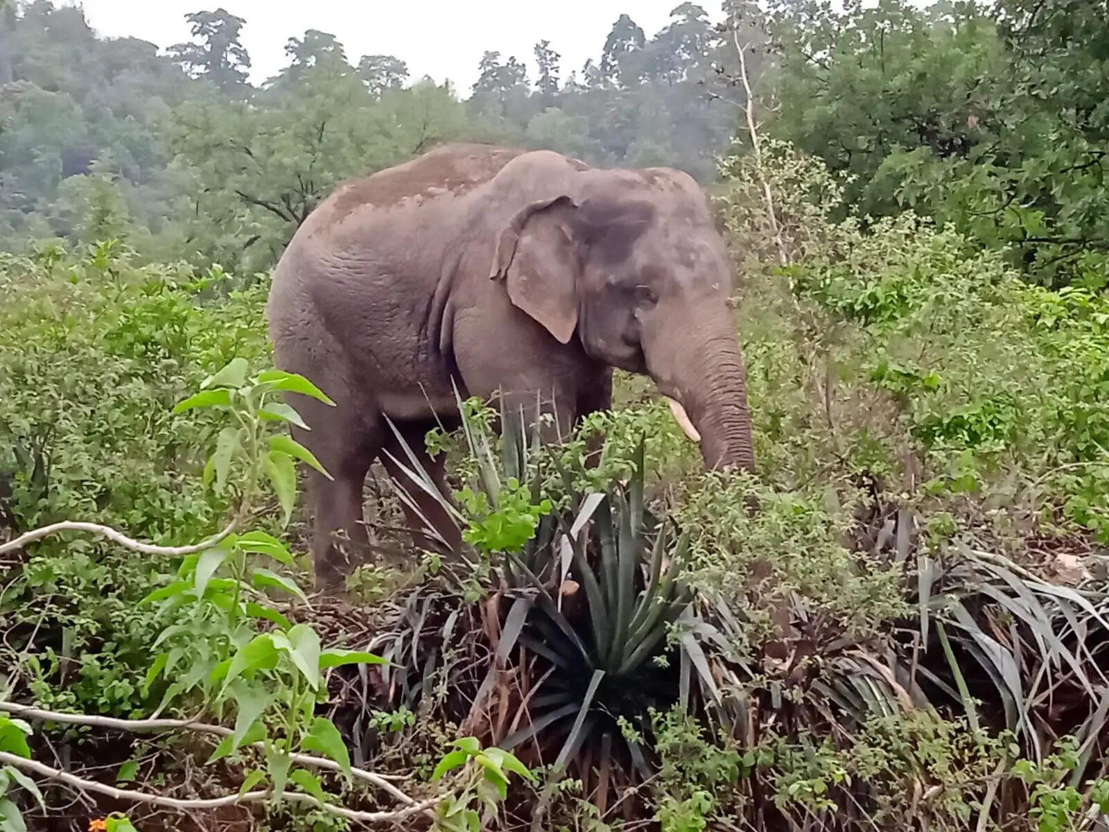अनूपपुर: 17 दिन बाद भोलगढ़ से आगे बढ़े तीन हाथी, कई गांवों में मचाया उत्पात, ग्रामीण अब भी दहशत में