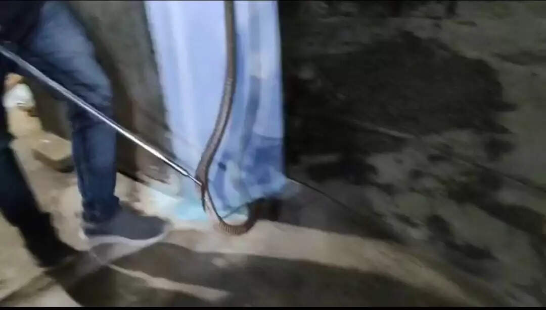 पंतोरा सिंचाई कॉलोनी में घुसा सांप, नोवा नेचर की टीम ने रेस्क्यू कर बाहर निकाला