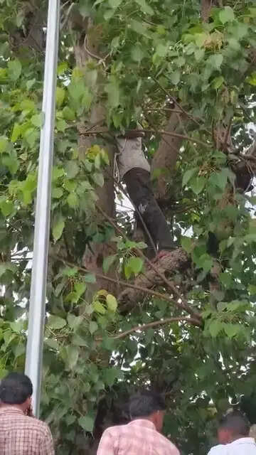 चिकित्स्क के थप्पड़ मारने से नाराज युवक पेड़ पर चढ़ा