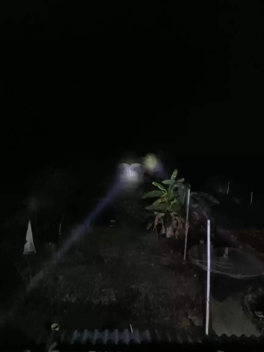 अनूपपुर: एक माह बाद वापस लौटे 3 हाथी, धंनगवा के जंगल में जमाया डेरा