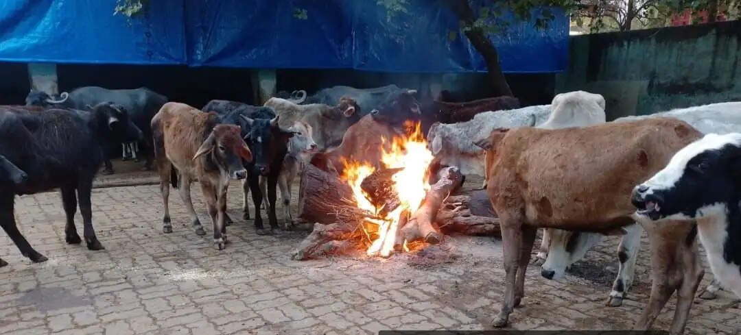 शीत लहर को देखते हुए नगर निगम प्रशासन बेजुबानों को पहुंचा रहा है राहत