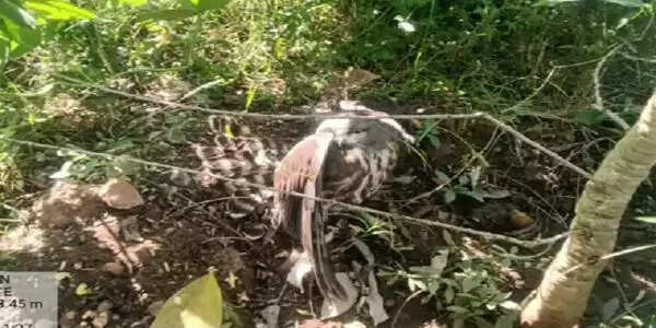 मप्र के बैतूल में मिला दुर्लभ प्रजाति का उल्लू, वन विभाग की टीम ने किया रेस्क्यू