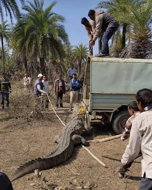 मंदसौर: 10 फिट लंबा मगरमच्छ गांव तक पहुंचा, ग्रामीणों की मदद से वन विभाग ने पकड़ा