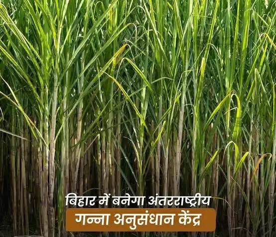 विश्व का पांचवां इंटरनेशनल गन्ना रिसर्च सेंटर बिहार के समस्तीपुर जिले में