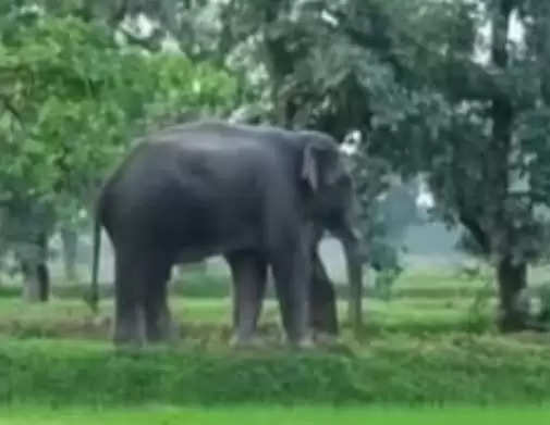 दंतैल हाथी का आतंक,बीस  से अधिक गांव में वन विभाग का  हाई अलर्ट