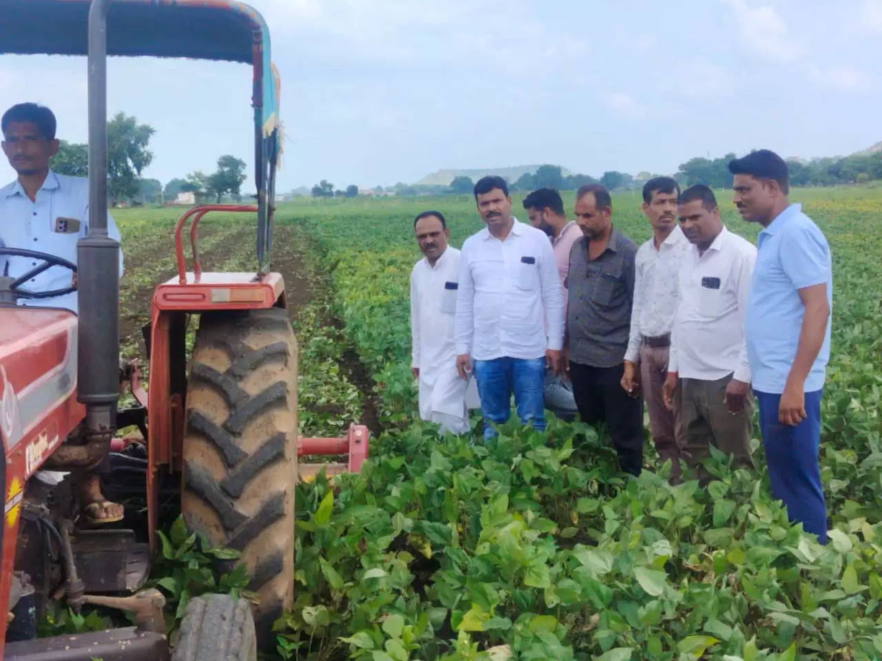 मंदसौरः उडद सहित अन्य फसलों पर इल्लियों का प्रकोप, किसान ने 6 बीघा  पर चलाया रोटावेटर