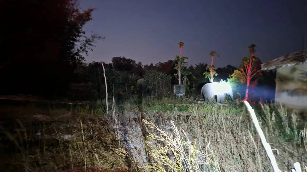 अनूपपुर: हाथियों का आतंक से परेशान ग्रामीण, घर-अनाज और स्वयं को बचाने के लिए रतजगा करने को मजबूर