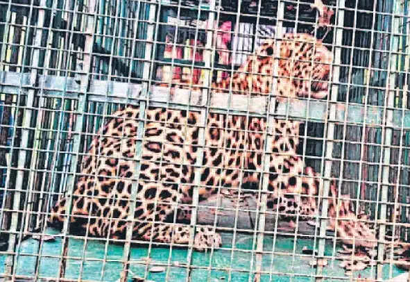 मुरादाबाद जनपद के ठाकुरद्वारा के ग्राम बलिया मिलक में तेंदुआ पिंजरे में कैद