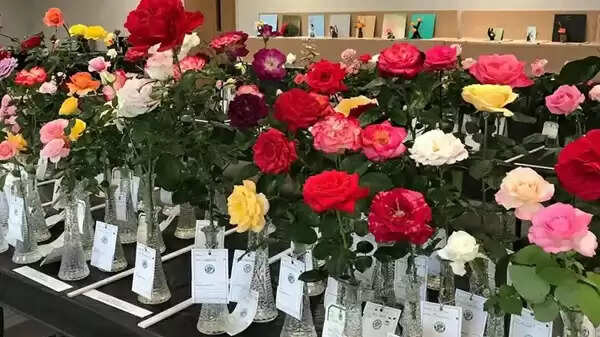 भोपाल में 9 से 11 जनवरी तक गुलाब प्रदर्शनी का आयोजन, प्रतियोगिता के लिए प्राप्‍त हुई 65 प्रविष्टियां